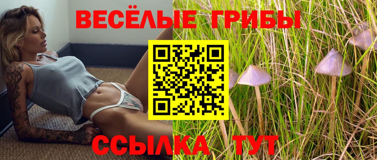 Псилоцибиновые грибы Psilocybe  где продают   Чернушка 
